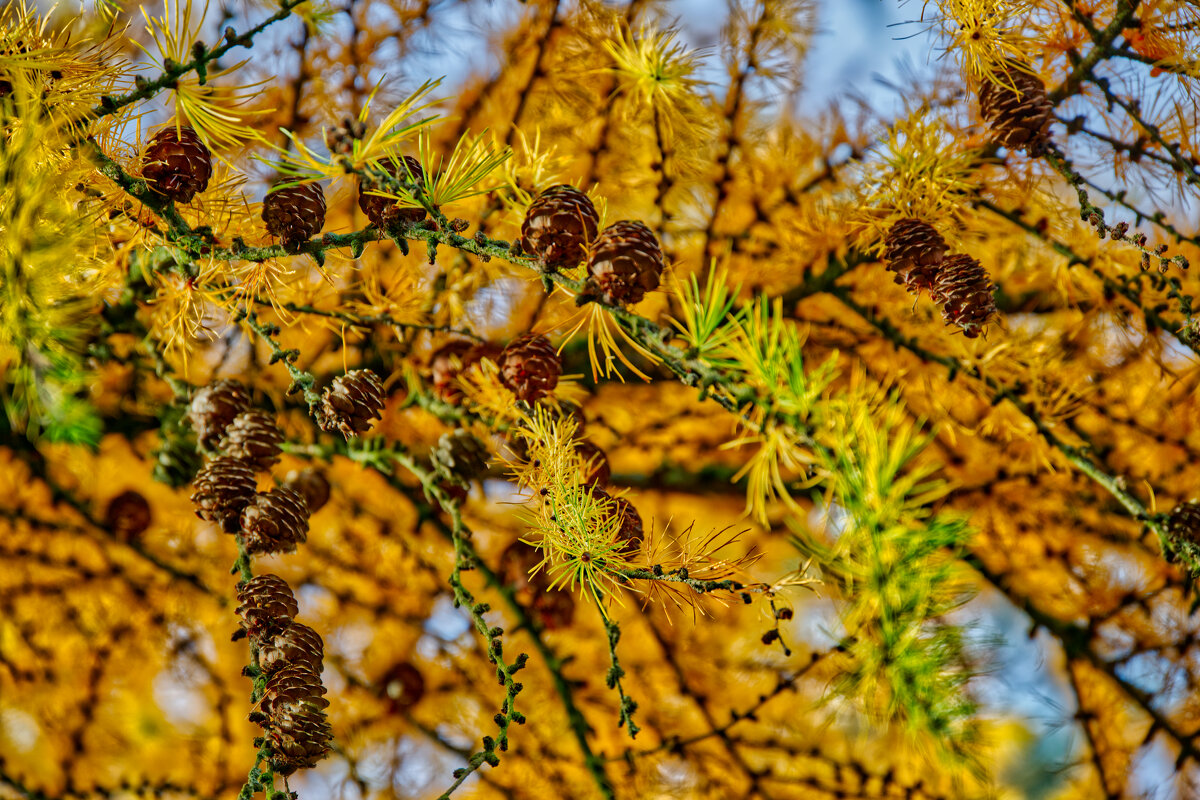 Лиственница - Jakob Dick