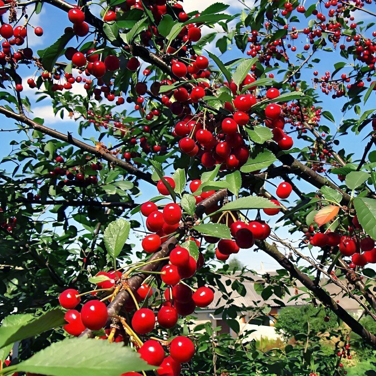 Вишневый сад - Игорь Сычёв