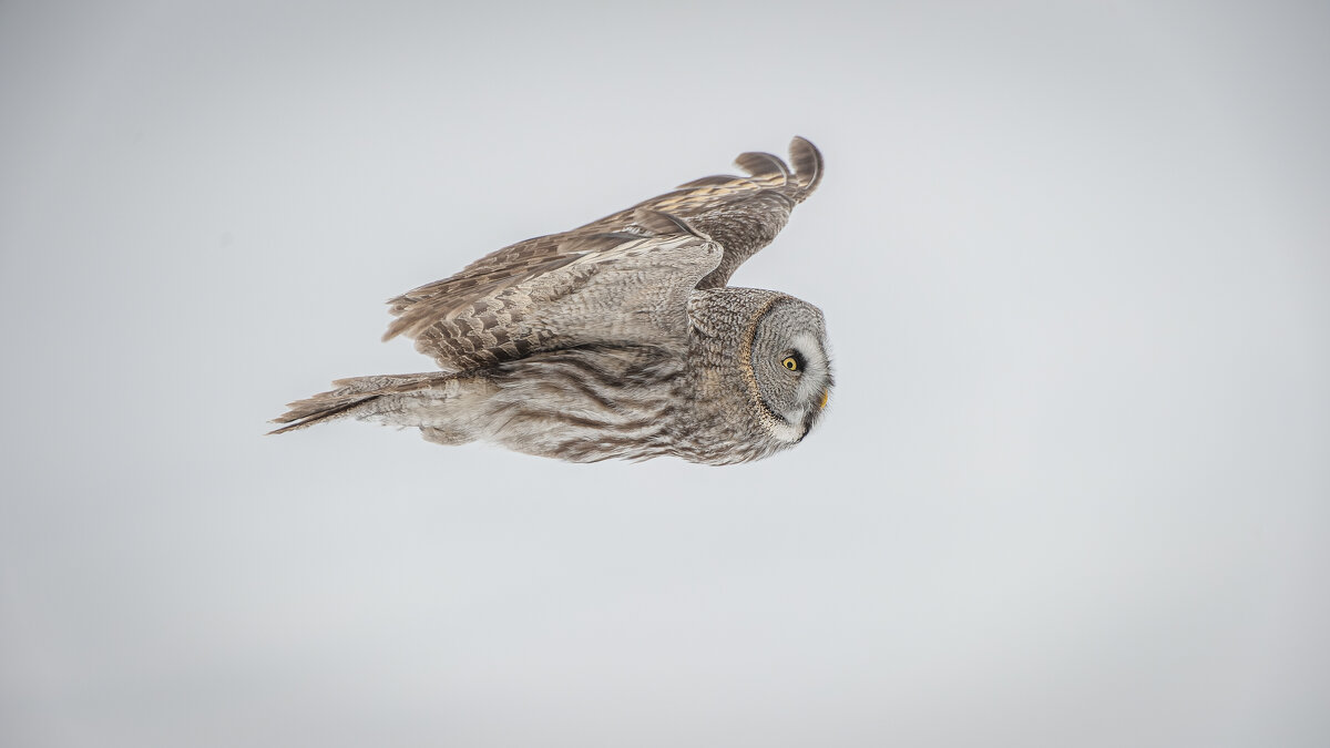 Бородатая неясыть - бесшумный истребитель грызунов! - Вадим Басов