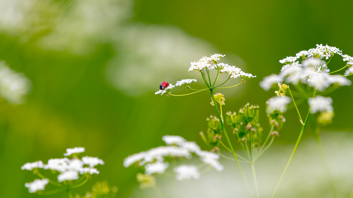 Макро - Владимир Лазарев