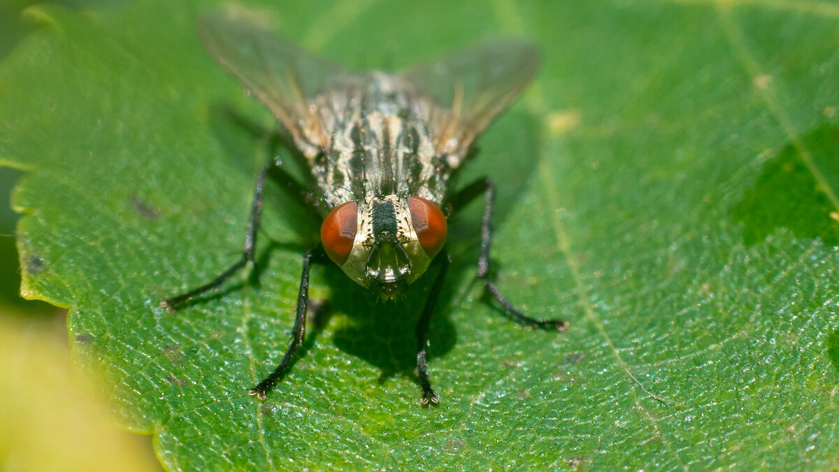 Макро - Владимир Лазарев