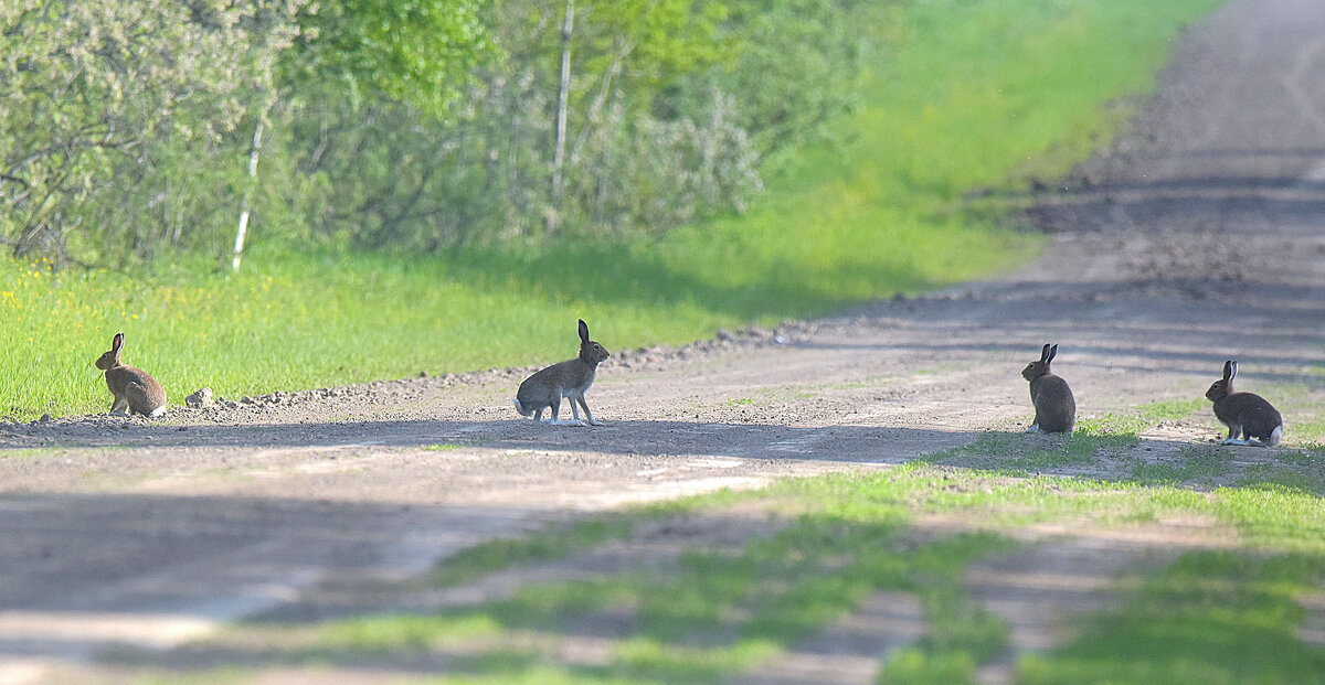 Заячьи посиделки - Михаил Белоусов