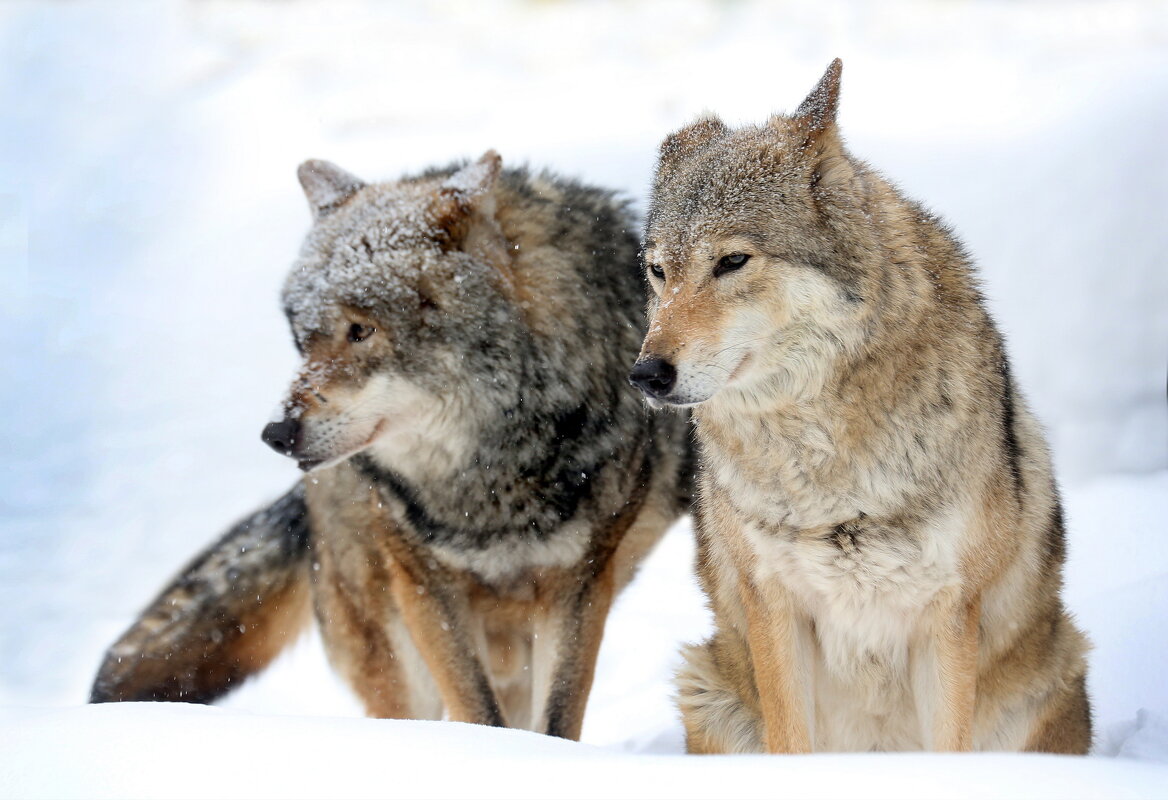 волки - Михаил Бибичков волки - Михаил Бибичков
