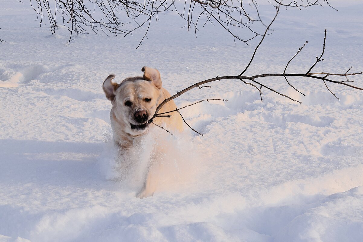 Давай играть! - Татьяна Помогалова