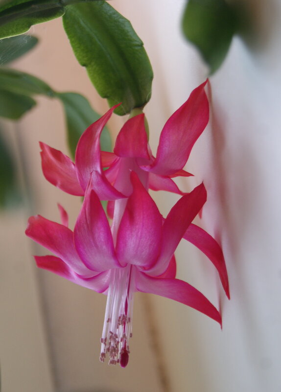 Зацвел в декабре. - сергей ермошкин