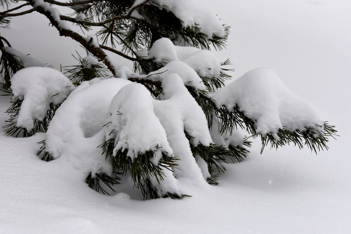 Зима в Московских парках. - Наташа *****