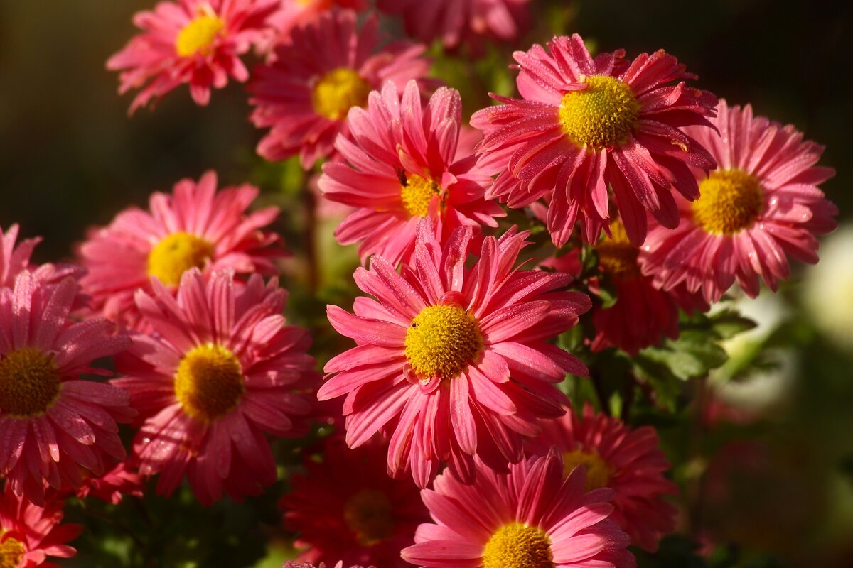 Доброе утро - Юрий. Шмаков Доброе утро - Юрий. Шмаков