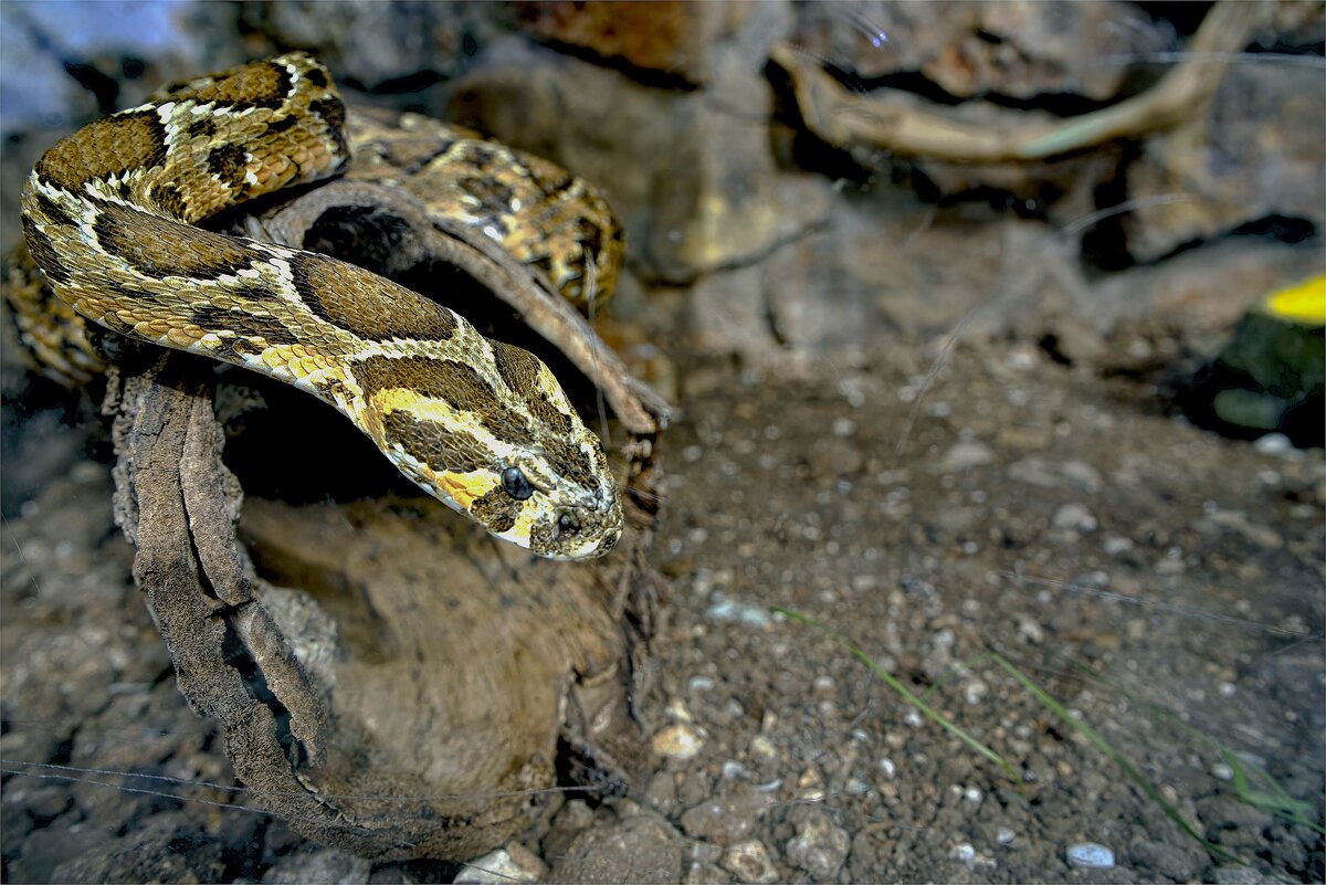 Зоопарк *змеи за стеклом 02,02,2026г - ujgcvbif 