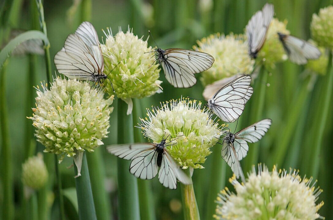 Ресторан для бабочек - елена беликова Ресторан для бабочек - елена беликова