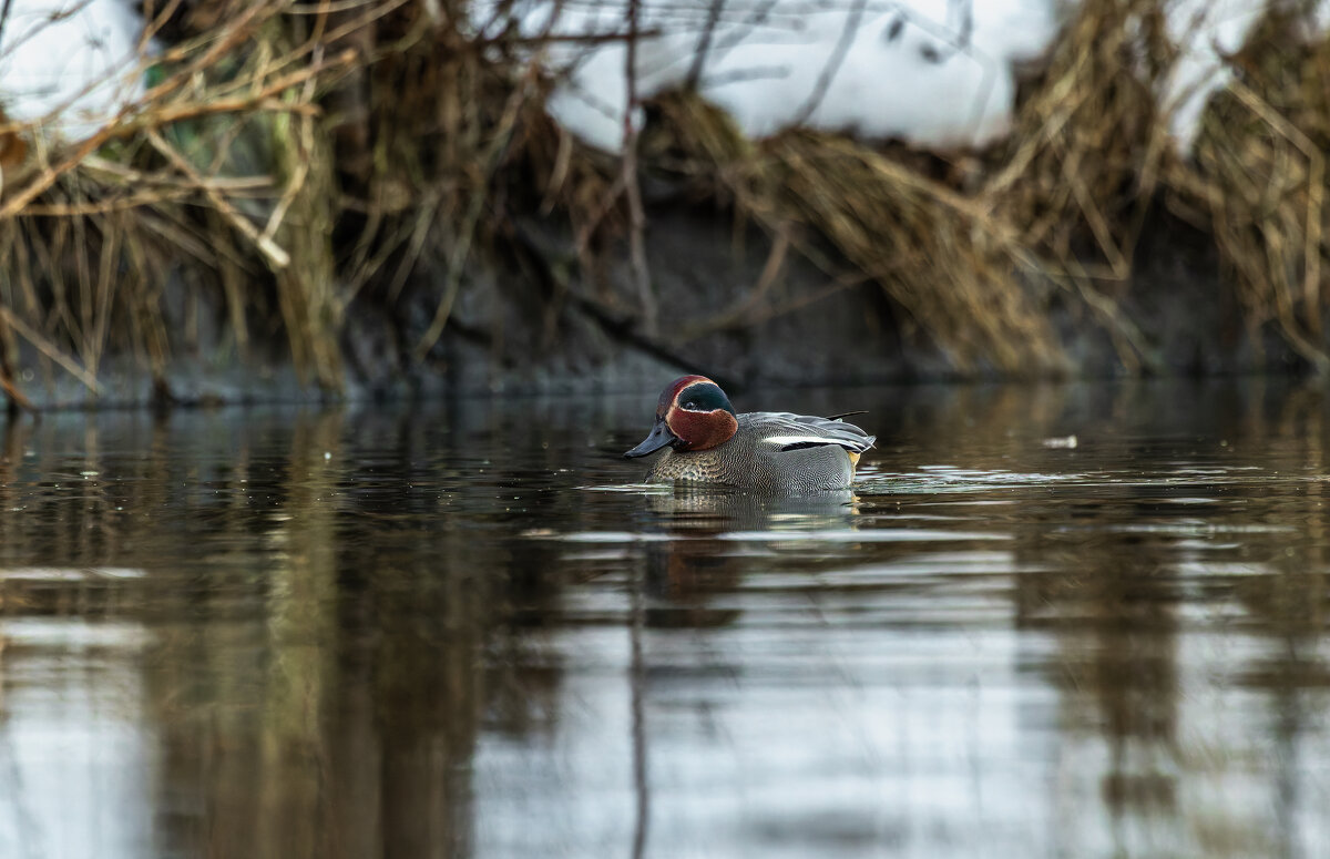 чирок свистунок - юрий макаров