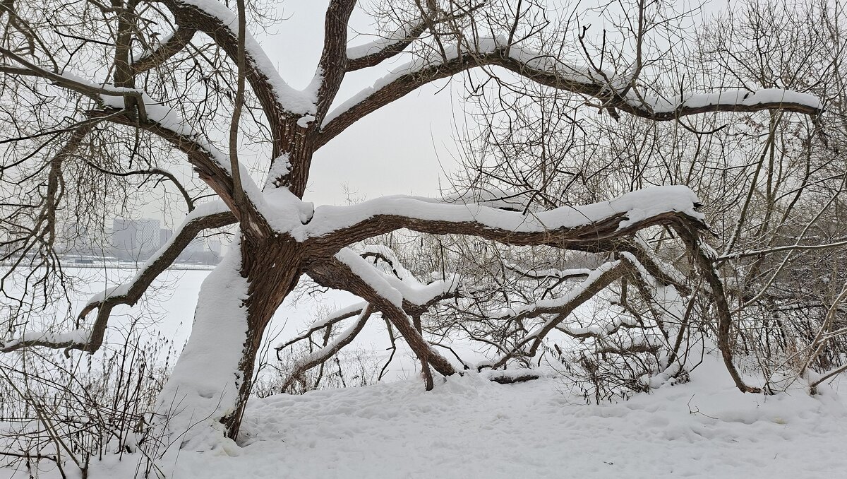 Зимнее дерево - ИРЭН@ . Зимнее дерево - ИРЭН@ .