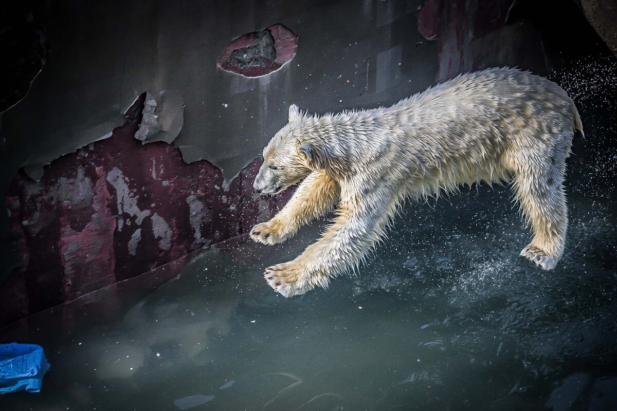 бм - Аркадий 