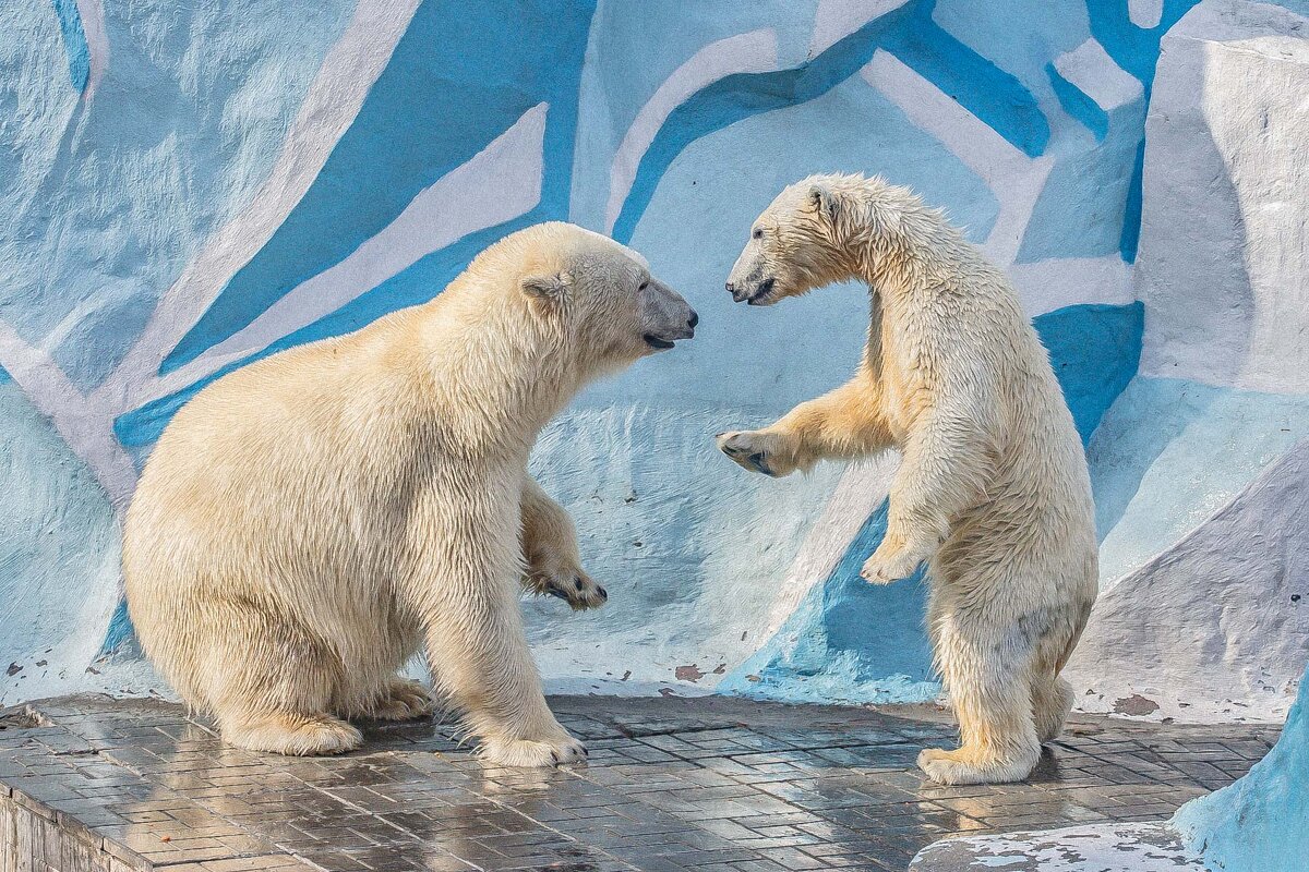 бм - Аркадий 