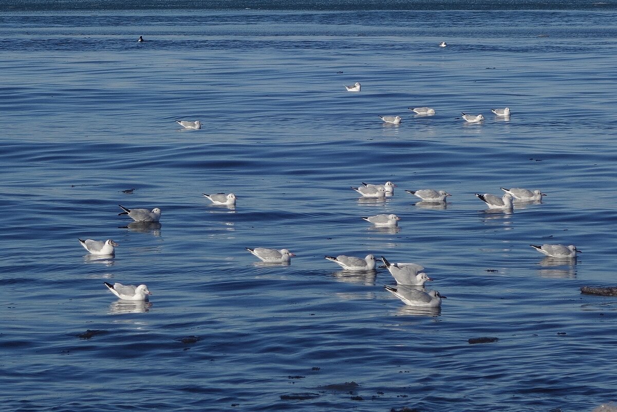 Чайки, Балтийское море, Зеленоградск, Калининградская область - Рита Симонова