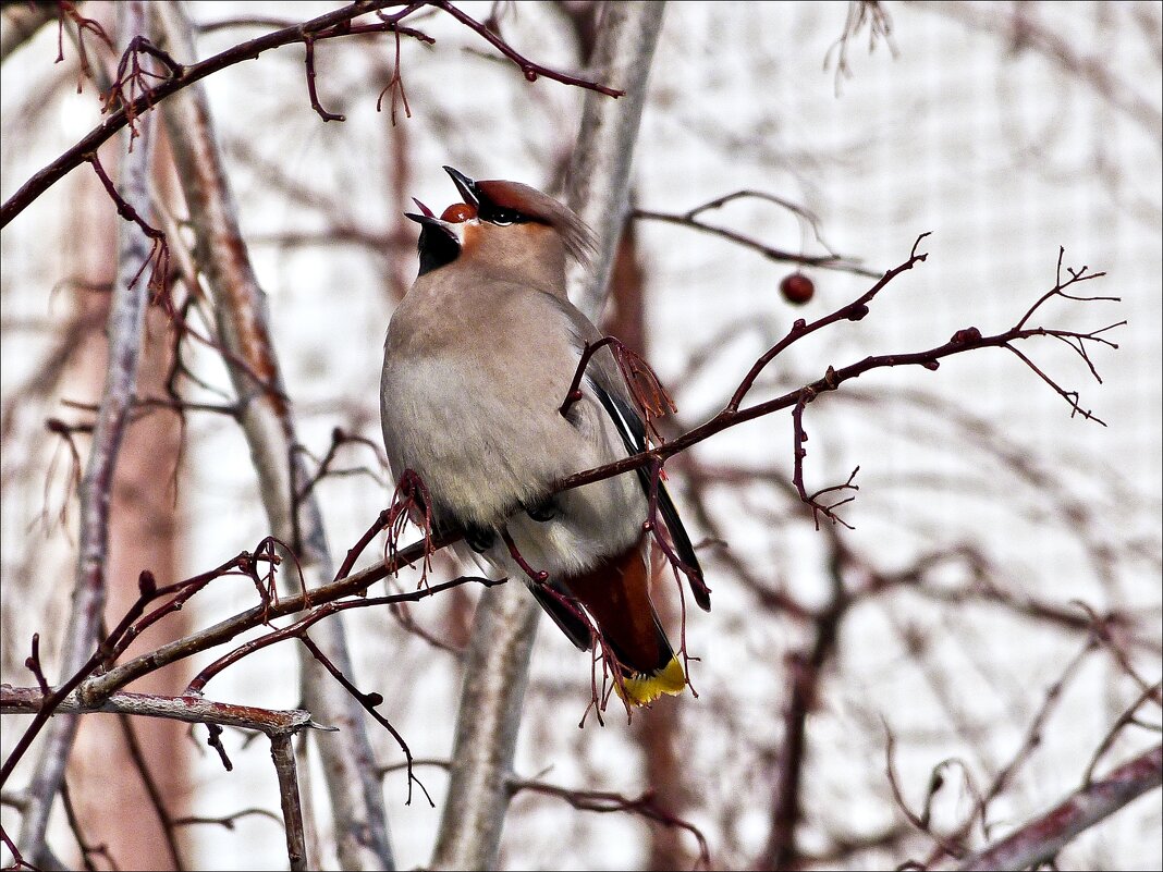 Свиристель прилетел и ягоды все съел... - Валентина *