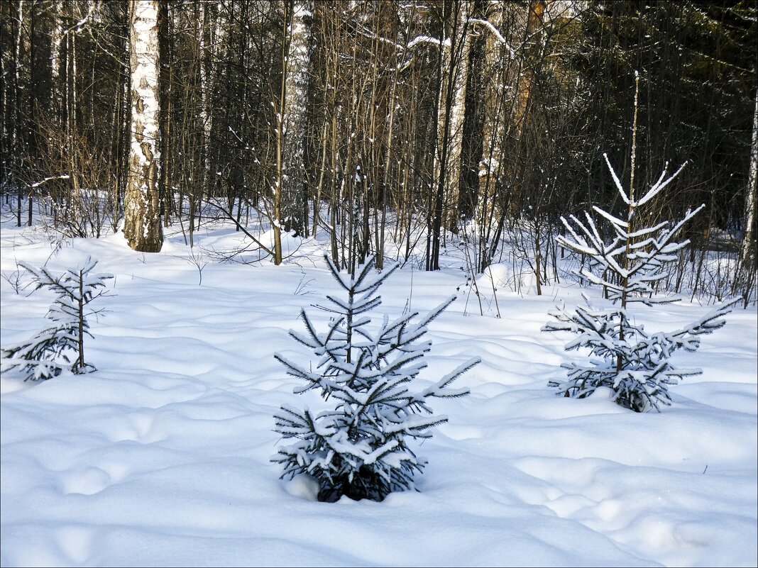 Молодняк - Валентина *