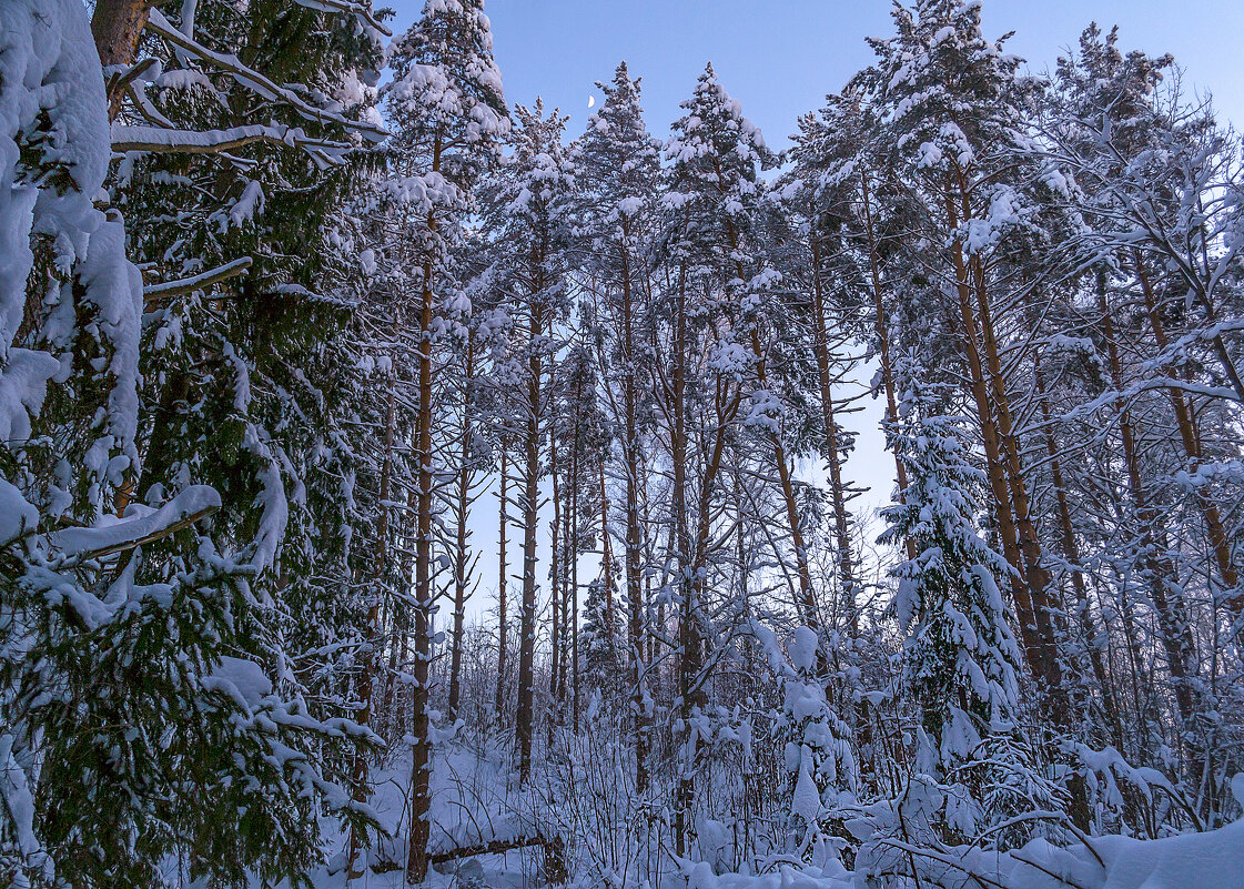 Зимний лес - Сергей Цветков