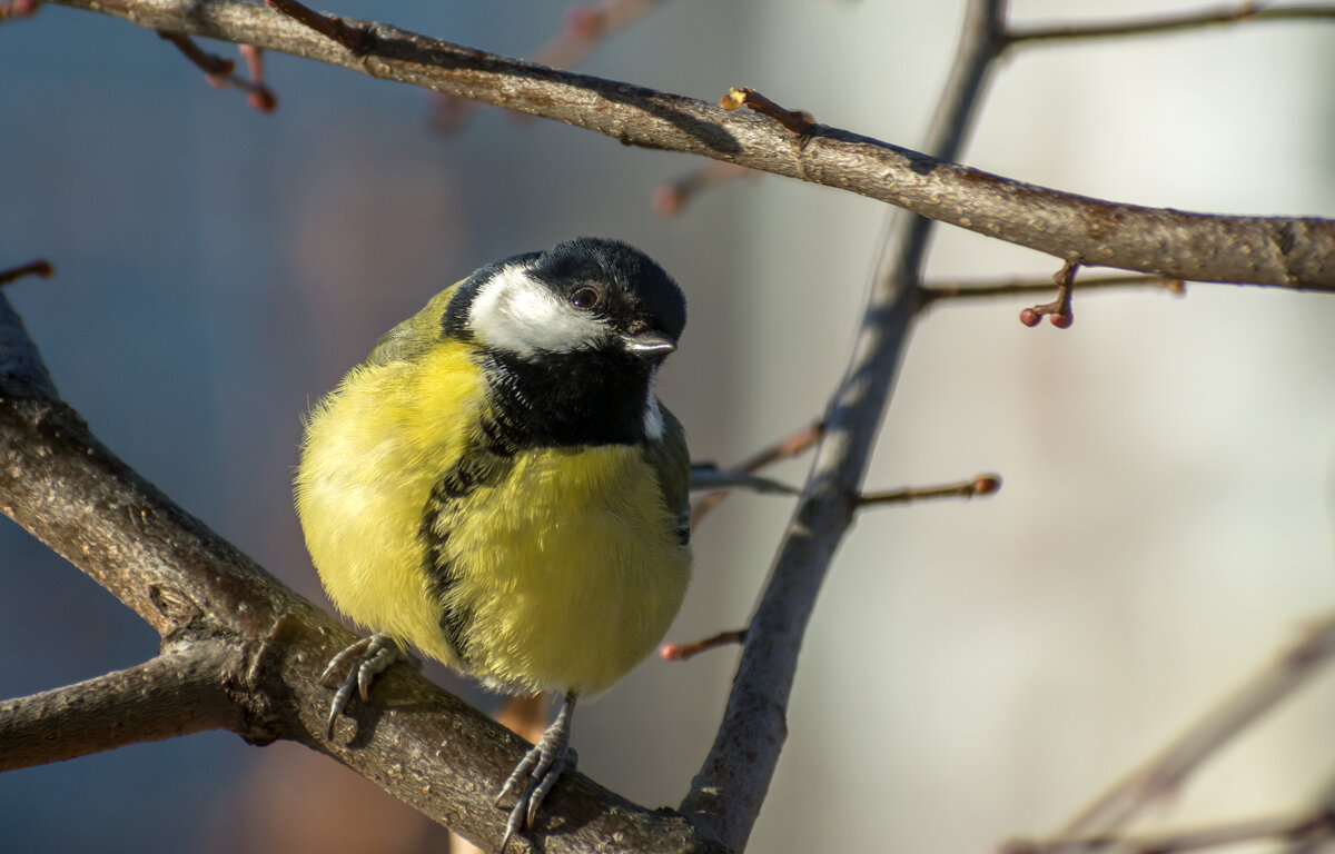 Любопытная - Наталья Димова Любопытная - Наталья Димова