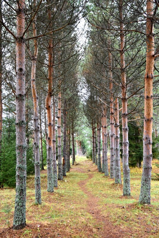 в две шеренги становись - vg154 