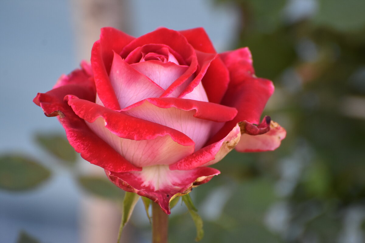 розовый бутон - vg154 розовый бутон - vg154