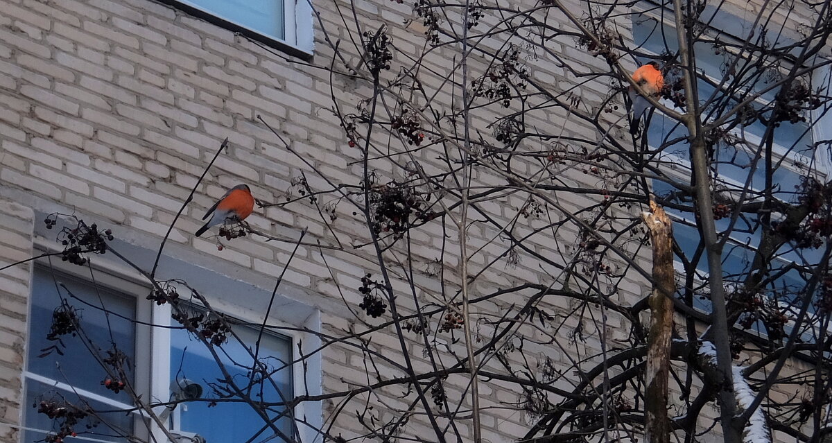 Лакомятся остатками рябины. - Люба Лакомятся остатками рябины. - Люба