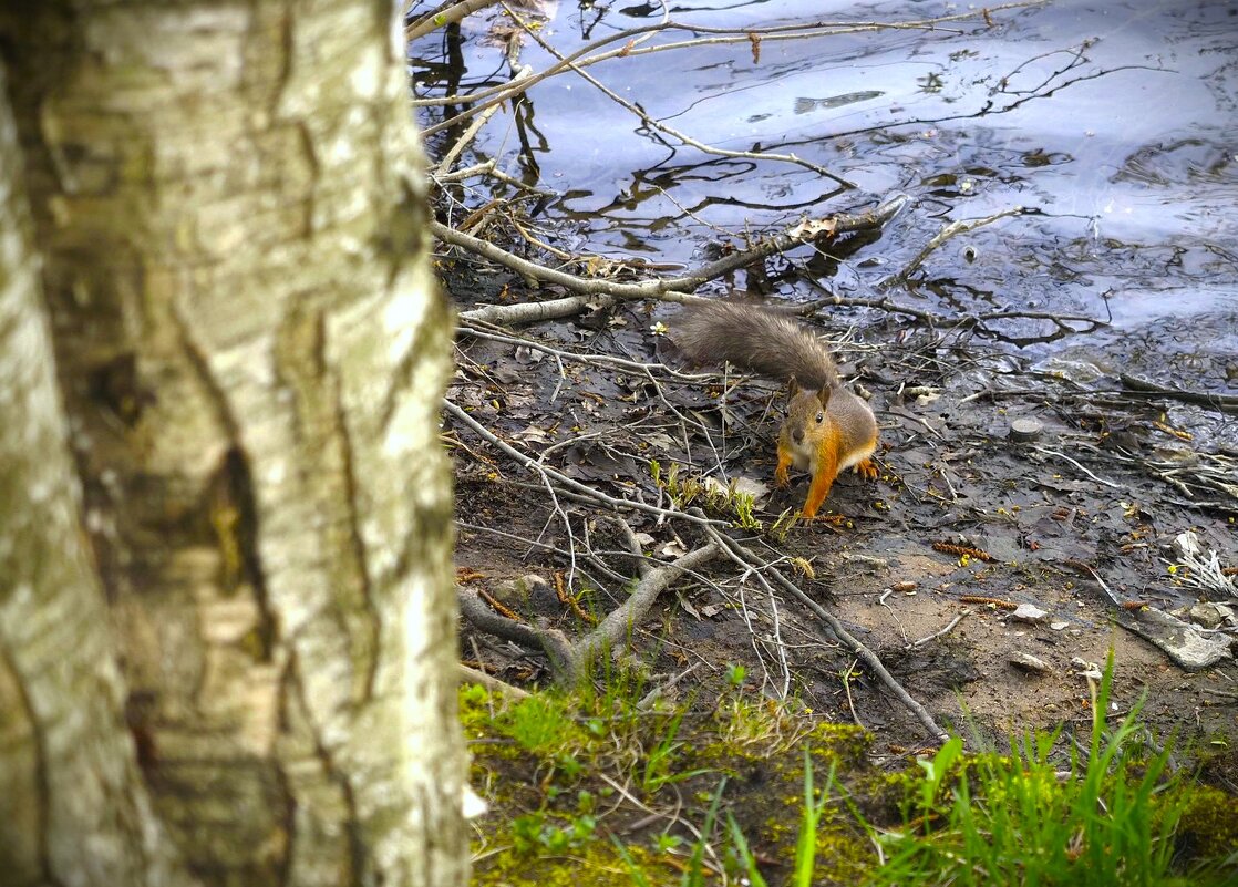 Встреча в парке - Магомед .