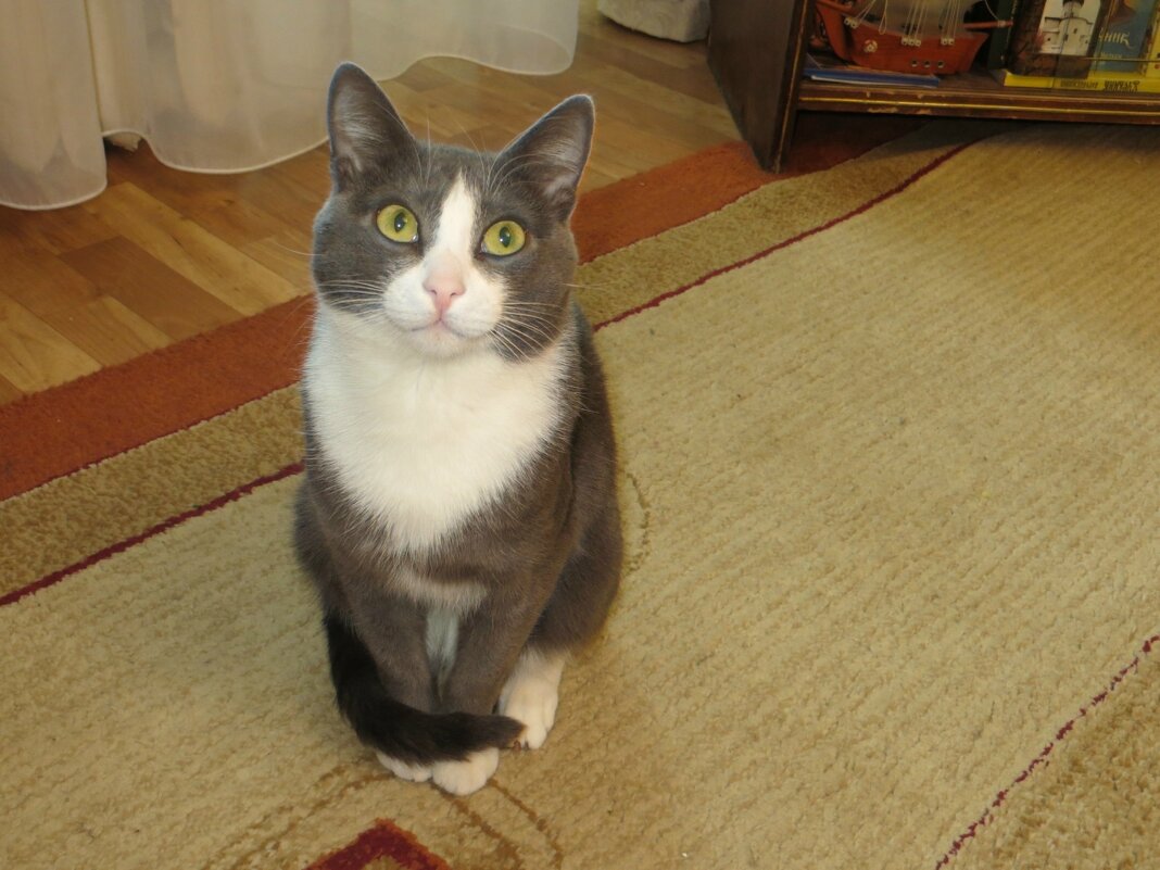 Примерный мальчик - Лариса С.