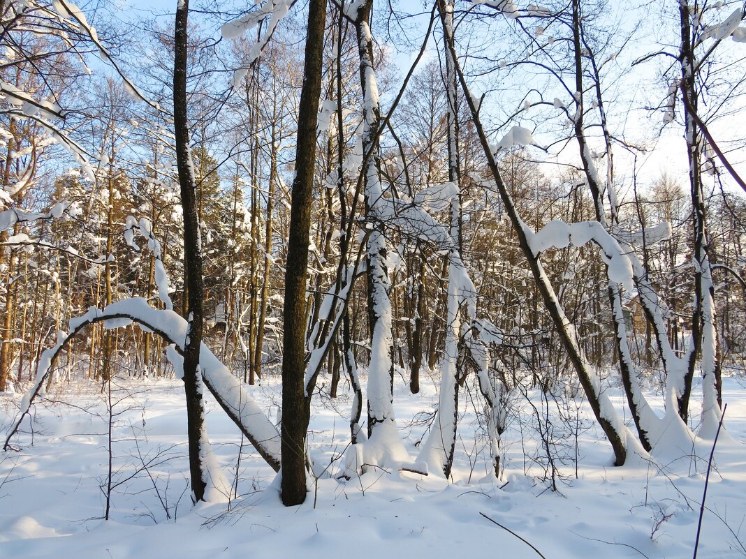 Морозным днём - Андрей Снегерёв