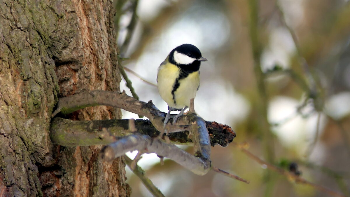 Всюду снег, в снегу дома — Привезла его зима. К нам спешила поскорей, Привезла нам снегирей. - "The Natural World" Александер