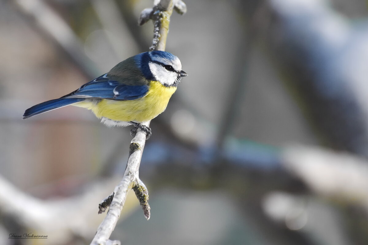 ЛАЗОРЕВКА. - DianaVladimirovna 