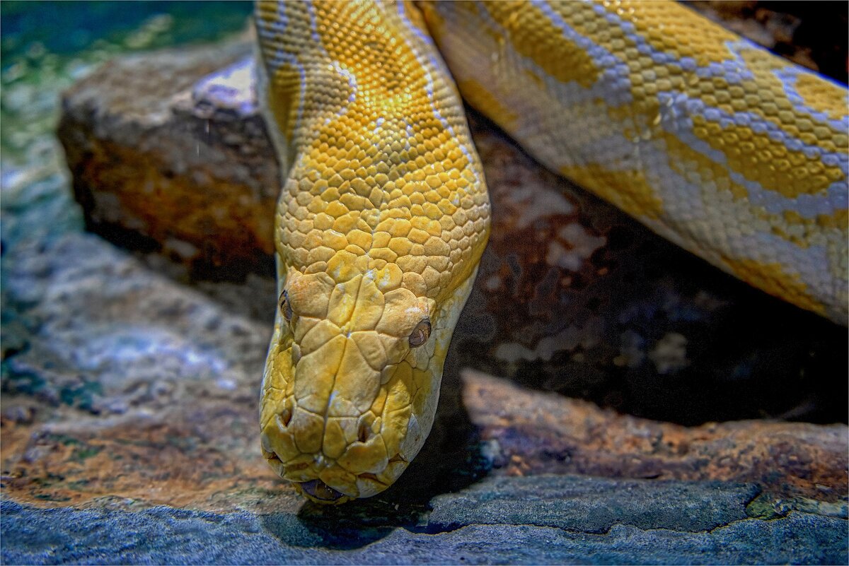 Хайфа *Зоопарк     *  02,02,2026г - ujgcvbif 