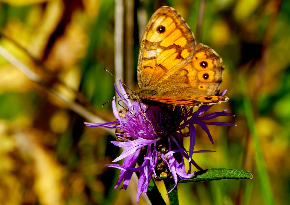 опять про бабочек...392 - Александр Прокудин