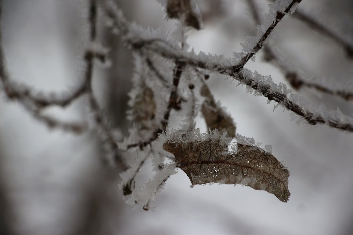 *** - Наталья Герасимова