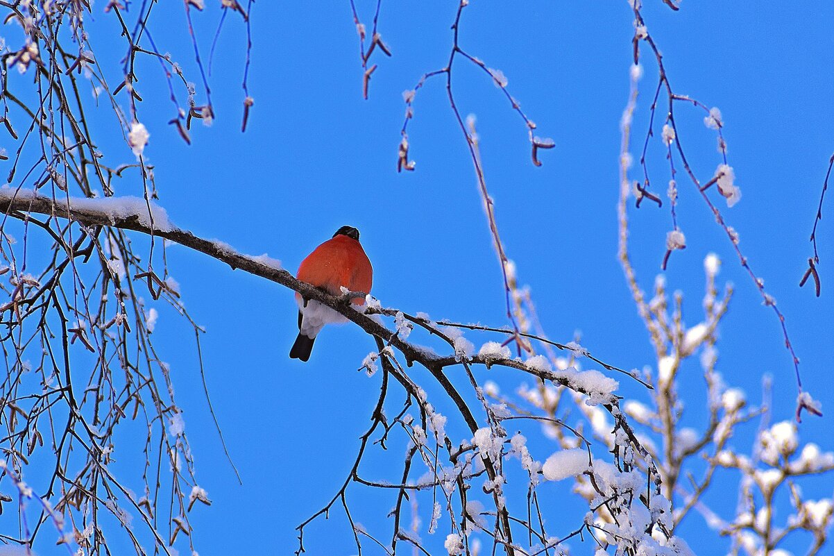 Ой мороз мороз, не морозь меня! - Татьяна Помогалова