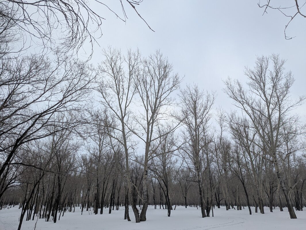 Тишина зимнего дня - Андрей Хлопонин