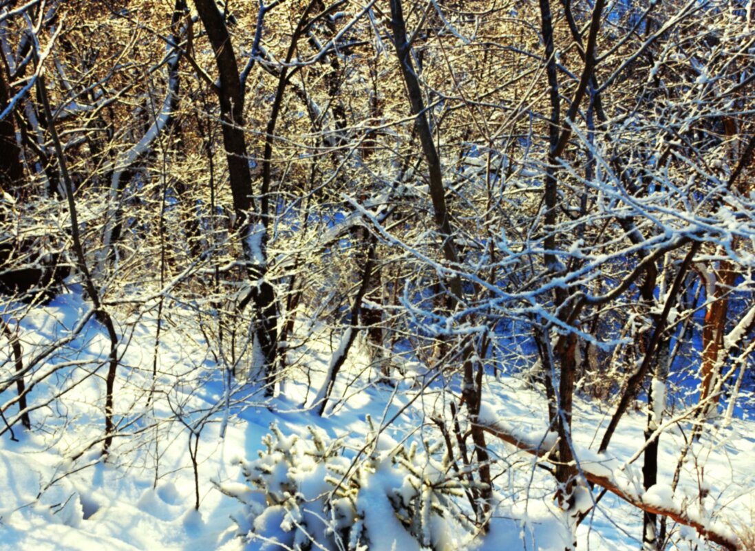 В заснеженном лесу - Aida10 