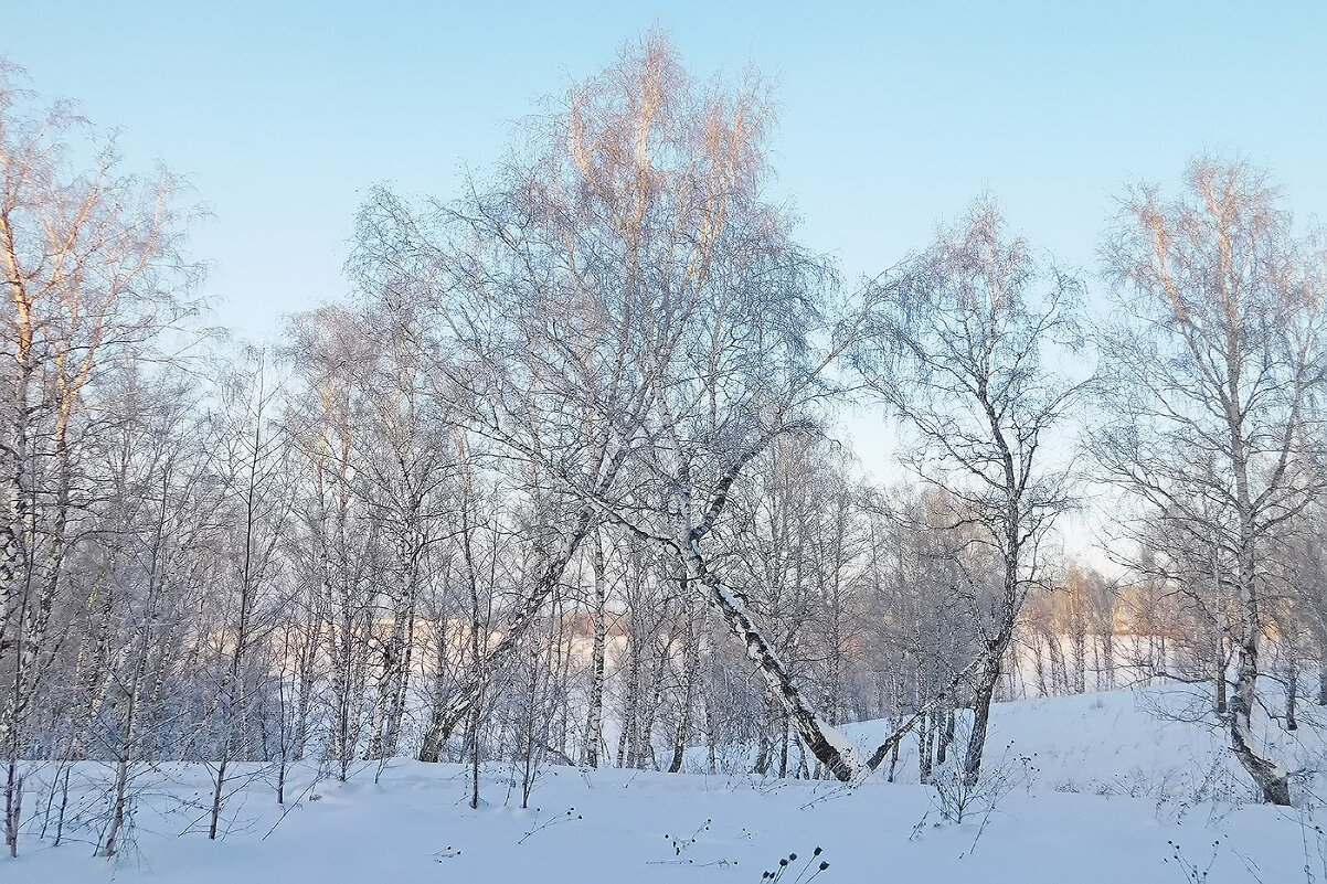 Берёзы в зимнем танце - Владимир Кириченко