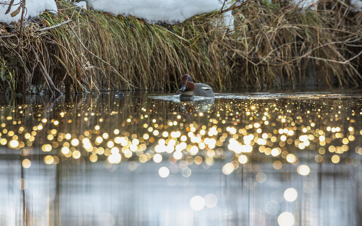 чирок свистунок - юрий макаров