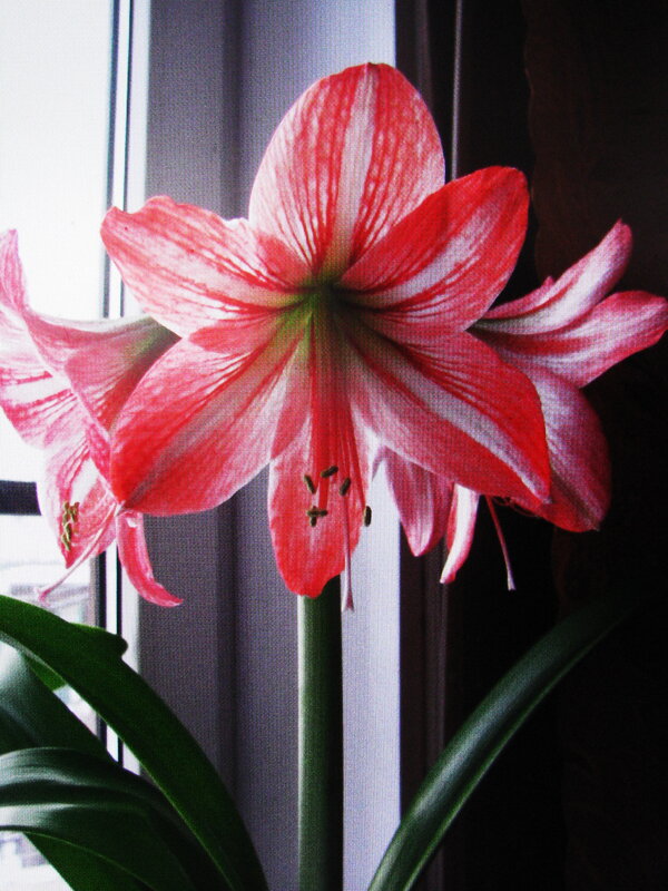 Красота на окошке - Людмила Смородинская