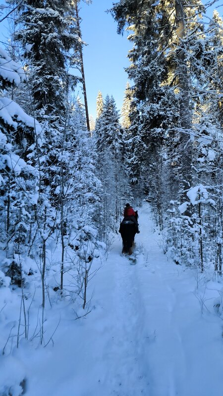 Зимняя сказка. - Ольга 