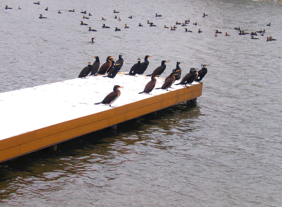 Бакланы  отдыхают - Валентин Семчишин