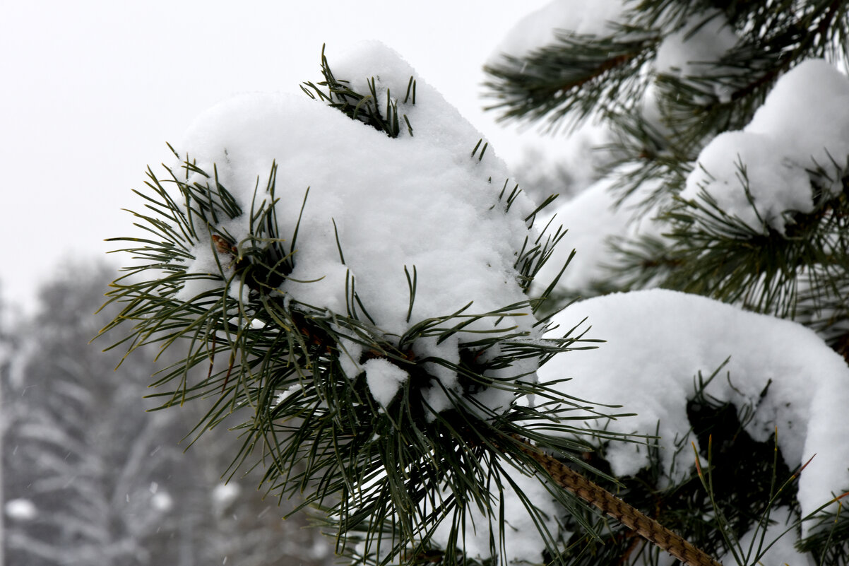 Зима в Московских парках. - Наташа ***** Зима в Московских парках. - Наташа *****