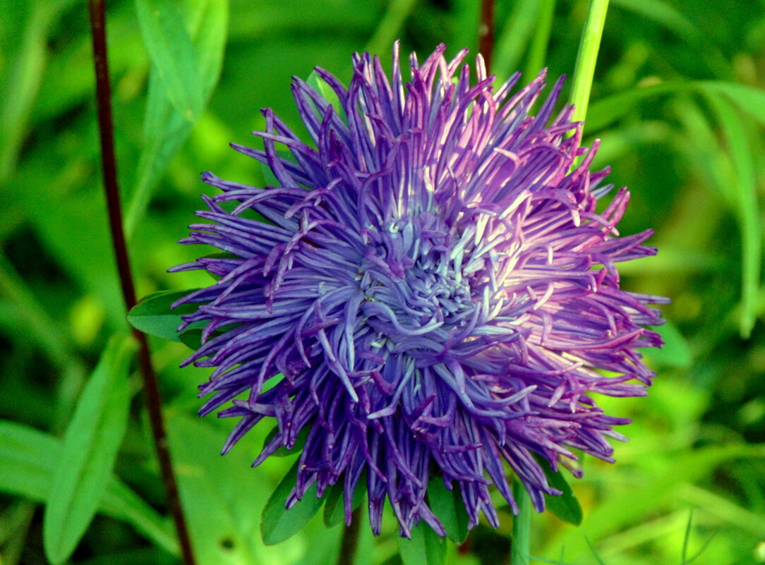 Астра-растрёпка. - nadyasilyuk Вознюк