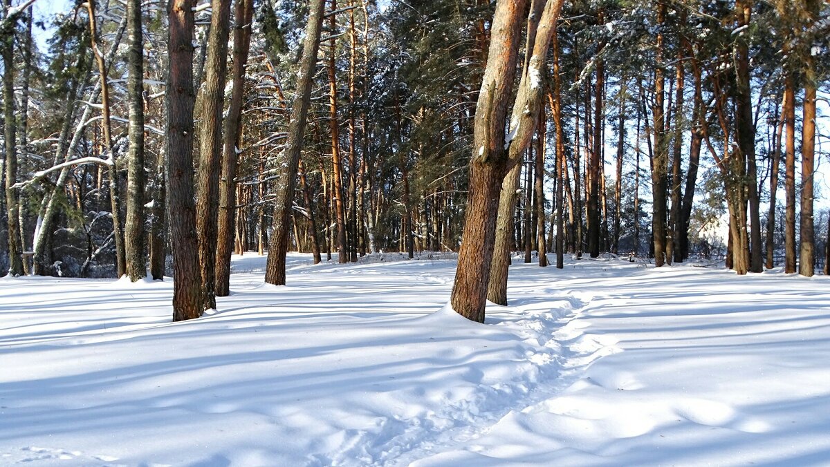 Зимний лес - Милешкин Владимир Алексеевич 