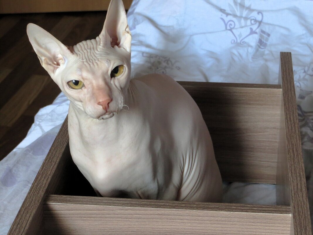 Когда нет коробочек - Лариса С.