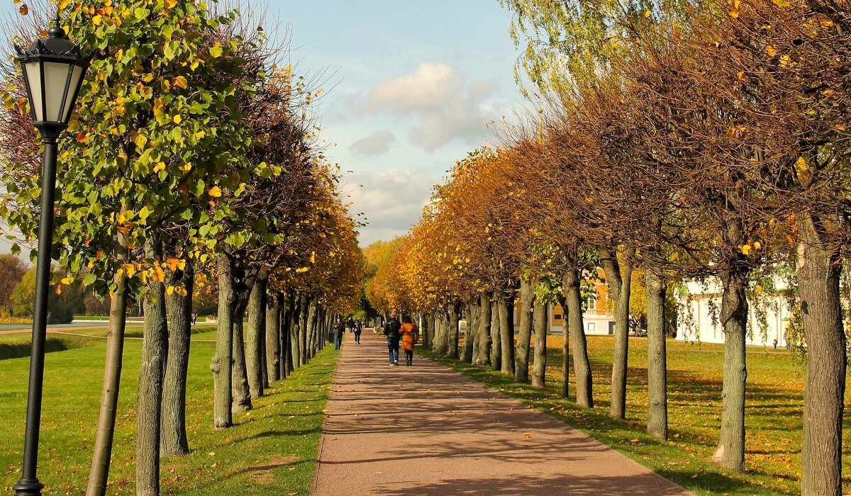 ЛИПОВАЯ ОСЕННЯЯ АЛЛЕЯ - Валентина 