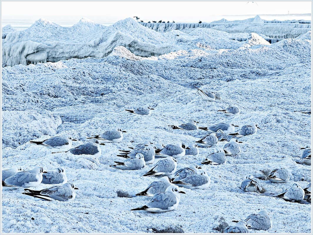 В ожидании утреннего солнышка. - Валерия Комова