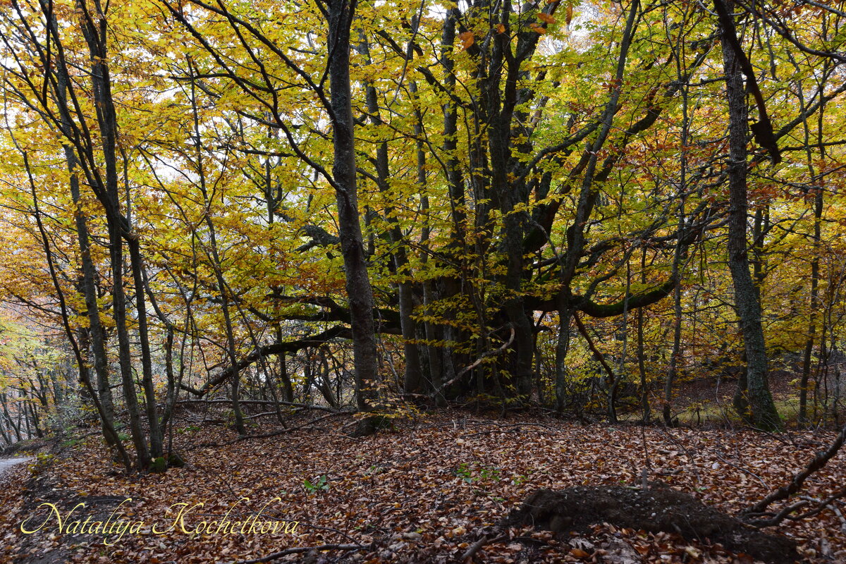 Природа Крыма - Amazing Cosmea