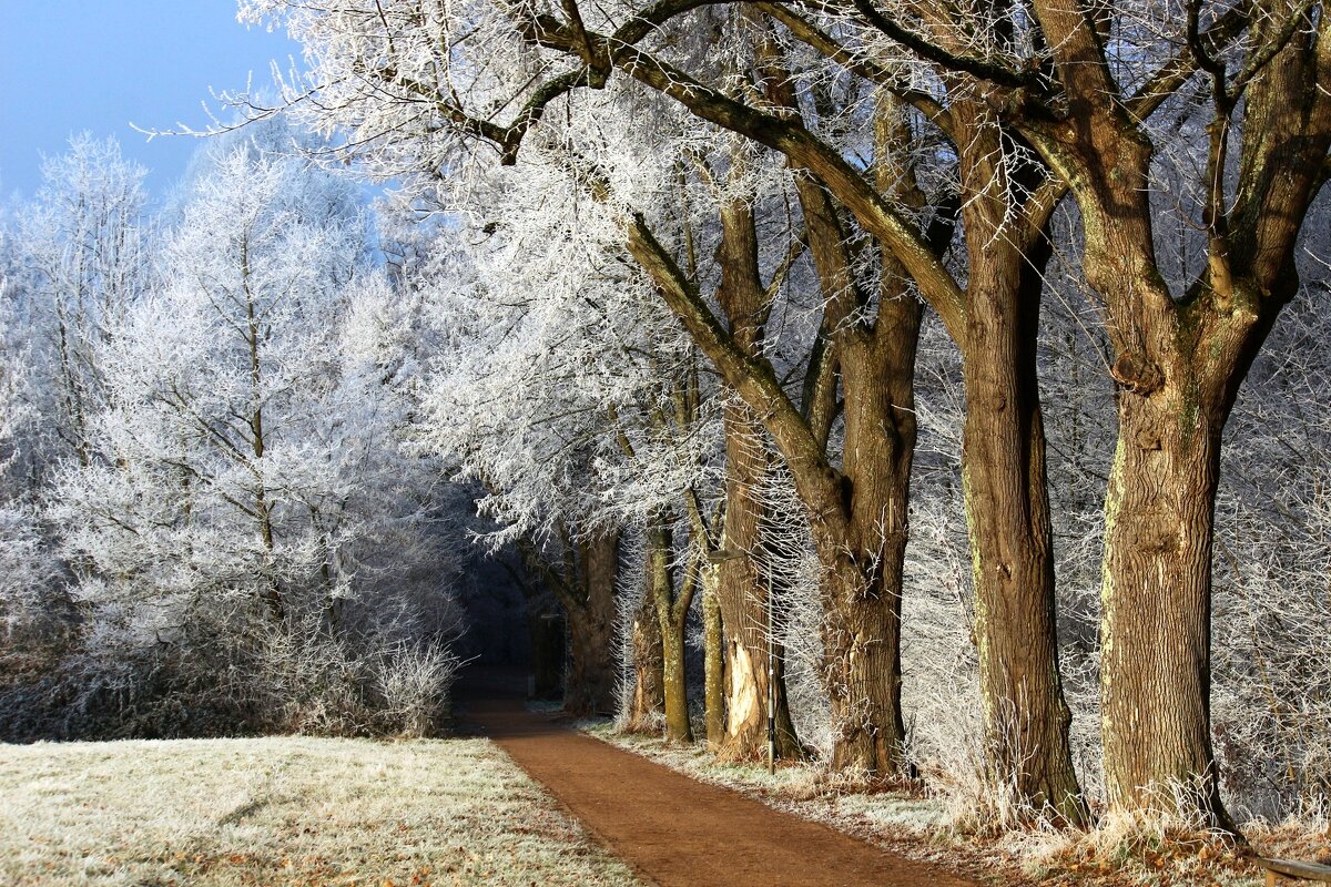 Зимнее утро - Юрий. Шмаков