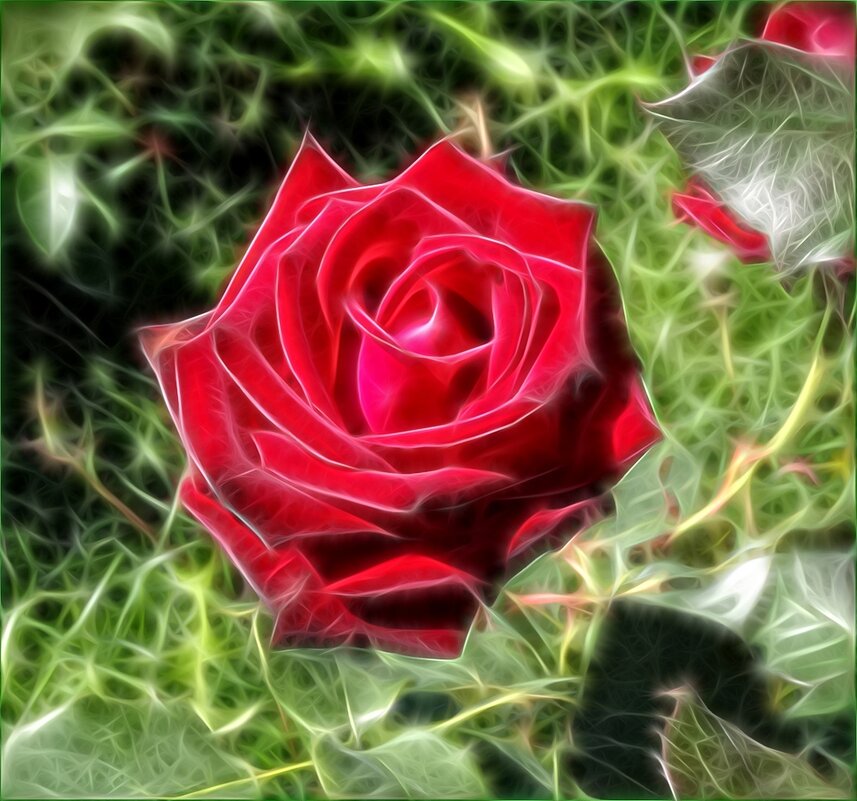 Красная роза - Наталья ***